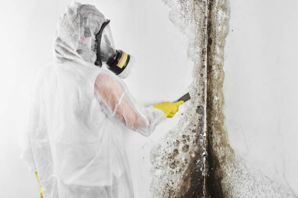 Best Residential Mold Inspection & Testing  in USA